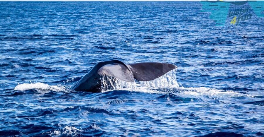 Terceira: Whale and Dolphin Watching in a Zodiac Boat - The Fast Ride Along Terceira’s Coast