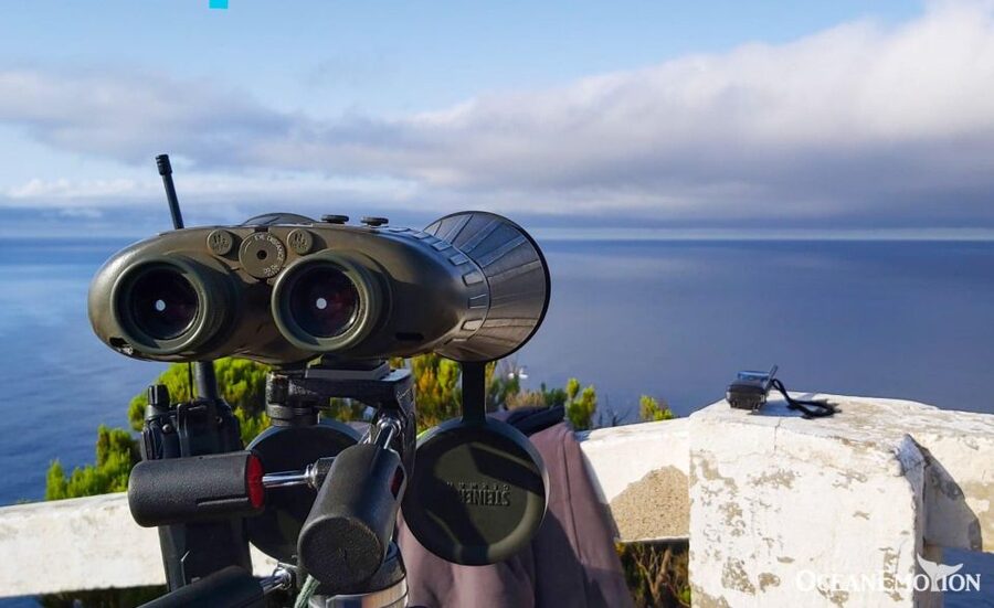 Terceira: Whale & Dolphin Watching | Best Wildlife Tour - Key points to know before you book