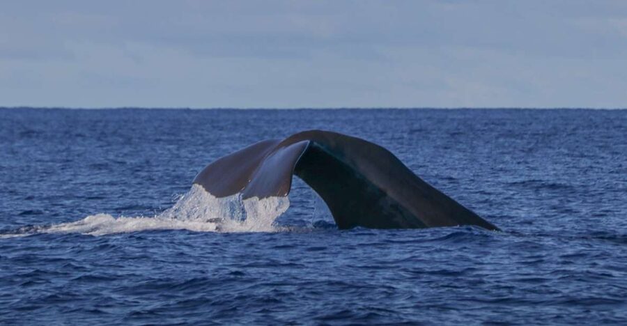 Terceira: Whale & Dolphin Watching | Best Wildlife Tour - Why Terceira is such a good place for cetaceans