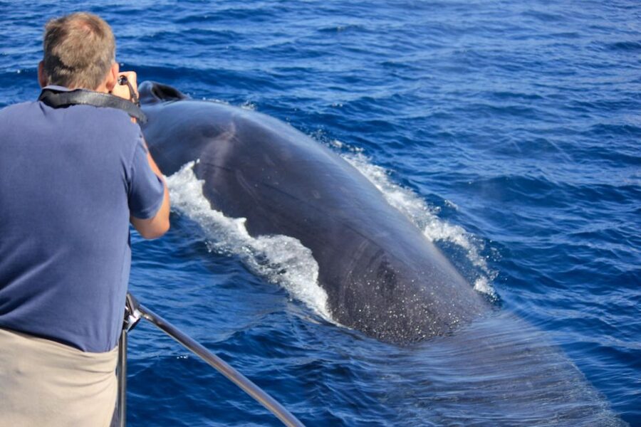 Terceira: Whale & Dolphin Watching | Best Wildlife Tour - How the lookout system improves your odds