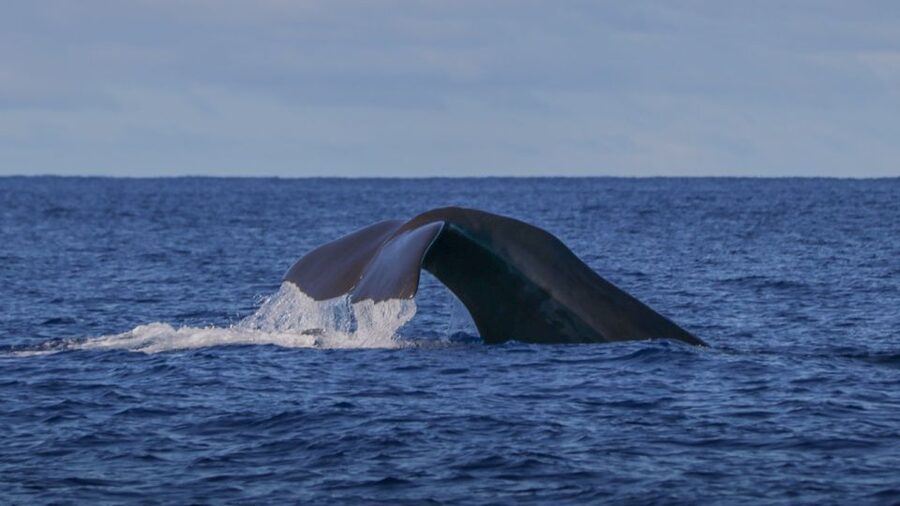 Terceira: Whale & Dolphin Watching | Best Wildlife Tour - Is $82 a fair price?