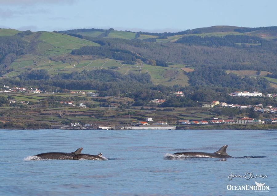 Terceira: Whale & Dolphin Watching | Best Wildlife Tour - Who should skip this outing