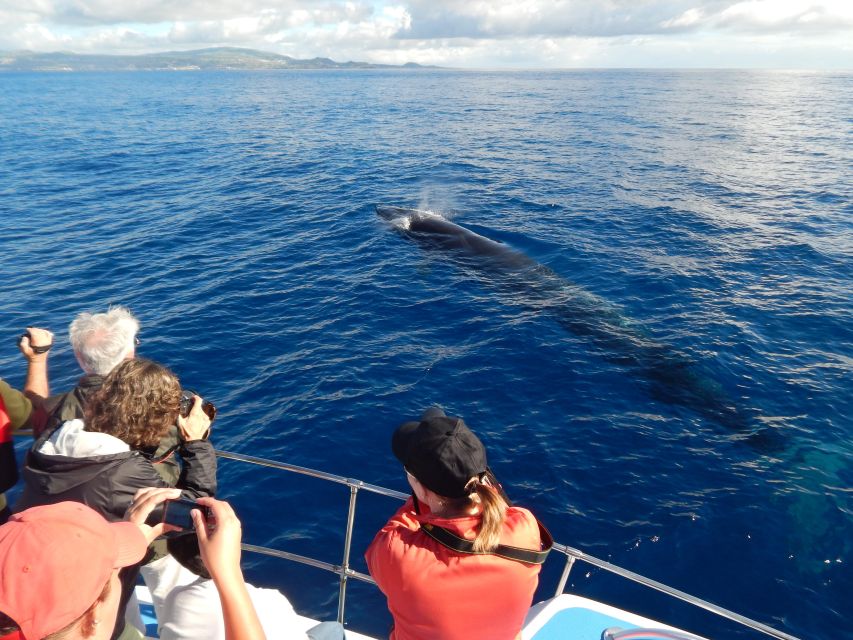 Terceira: Whale & Dolphin Watching | Best Wildlife Tour - Small details that improve the day