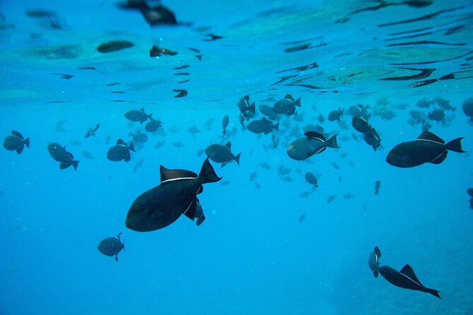 The Best 2.5 Hour Molokini Snorkel Tour & Whale Watch - Leaving Kihei at 10:30 a.m.