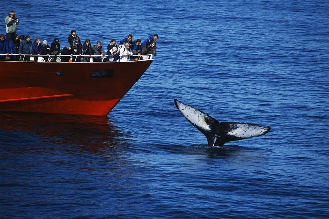 The Original Classic Whale Watching from Reykjavik - Key points to know before you book