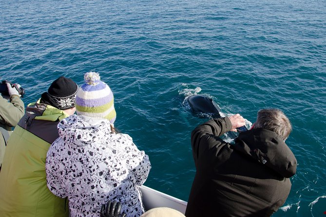 The Original Classic Whale Watching from Reykjavik - Searching for humpbacks and minke whales