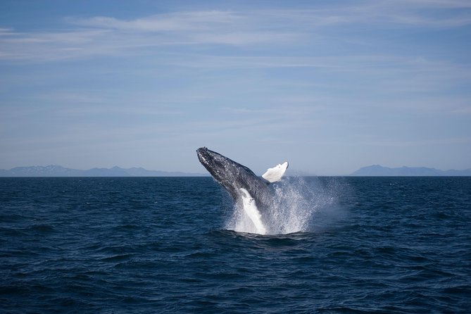 The Original Classic Whale Watching from Reykjavik - What the guides add to the trip