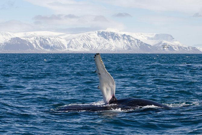 The Original Classic Whale Watching from Reykjavik - Staying warm on an Icelandic boat