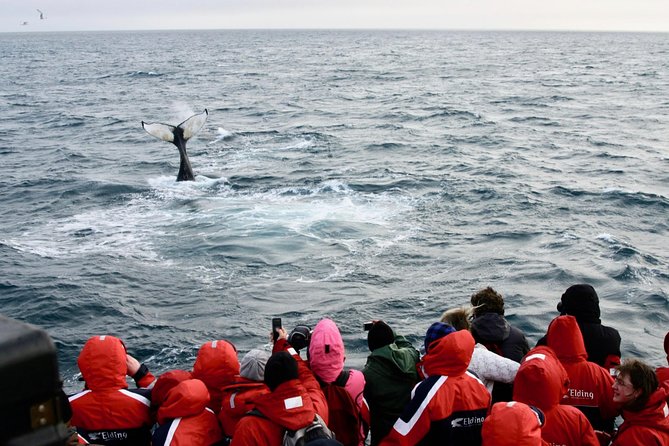 The Original Classic Whale Watching from Reykjavik - A realistic look at timing and value