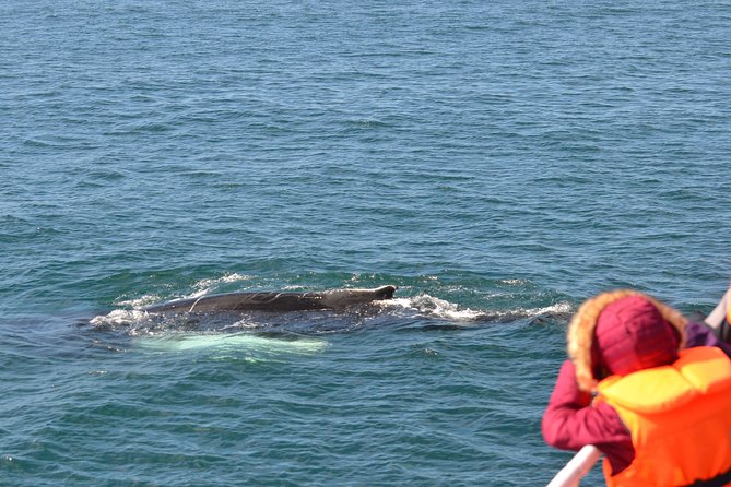 The Original Classic Whale Watching from Reykjavik - Weather, cancellations, and access