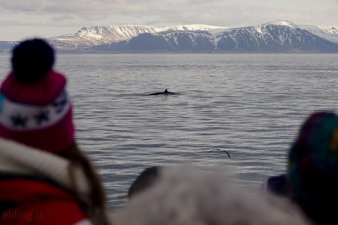 The Original Classic Whale Watching from Reykjavik - How to get the best view of a whale