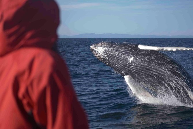 The Original Classic Whale Watching from Reykjavik - Seals, puffins, and the smaller surprises