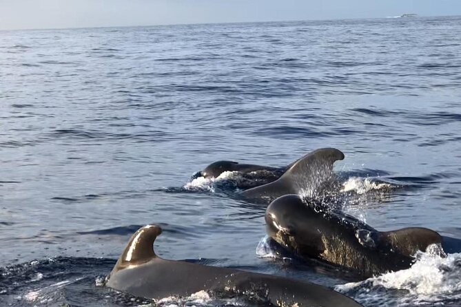 Tour with Whale and Dolphin Watching plus food included - How the group size affects the experience