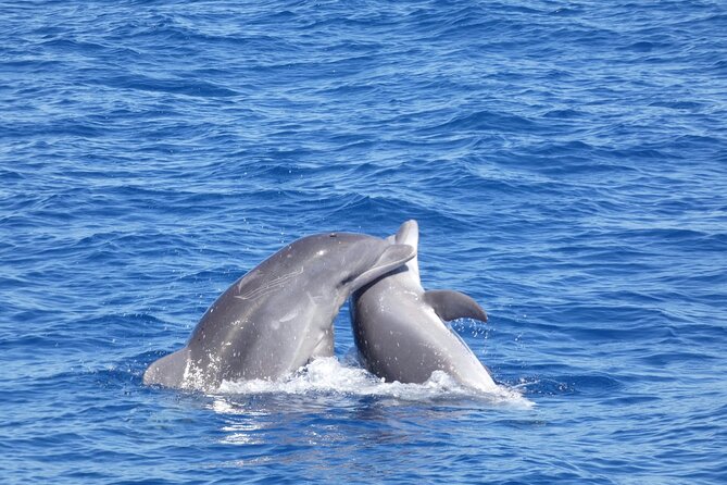 Tour with Whale and Dolphin Watching plus food included - Who should book this catamaran trip