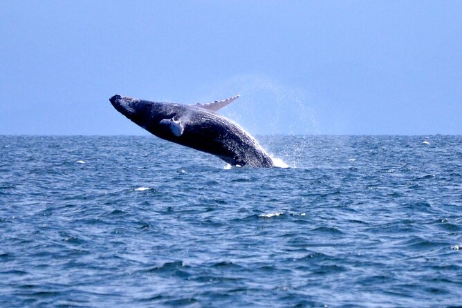 Tour with Whale Watching in Samaná, Beach and Waterfall - Key points before you book
