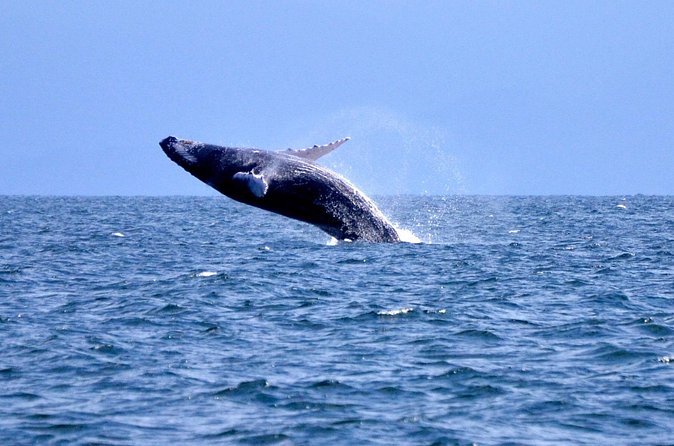 Tour with Whale Watching in Samaná, Beach and Waterfall - Who will enjoy this full-day route
