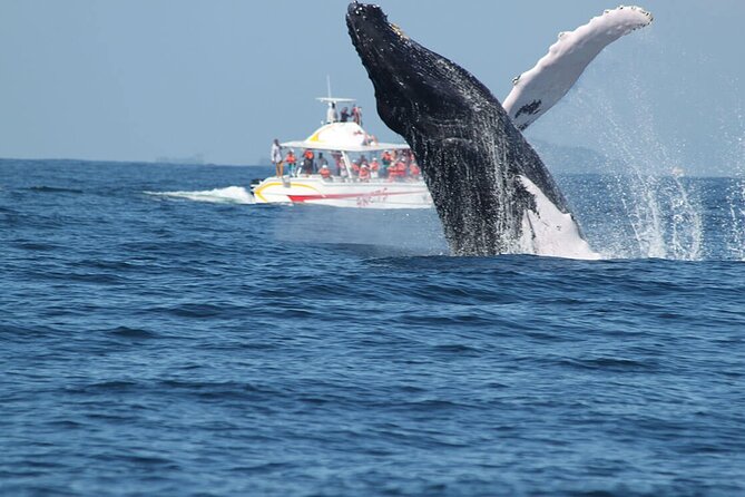 Tour with Whale Watching in Samaná, Beach and Waterfall - Weather, cancellation, and what to pack