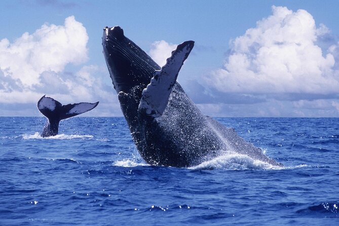 Tour with Whale Watching in Samaná, Beach and Waterfall - El Limón waterfall arrives by horseback