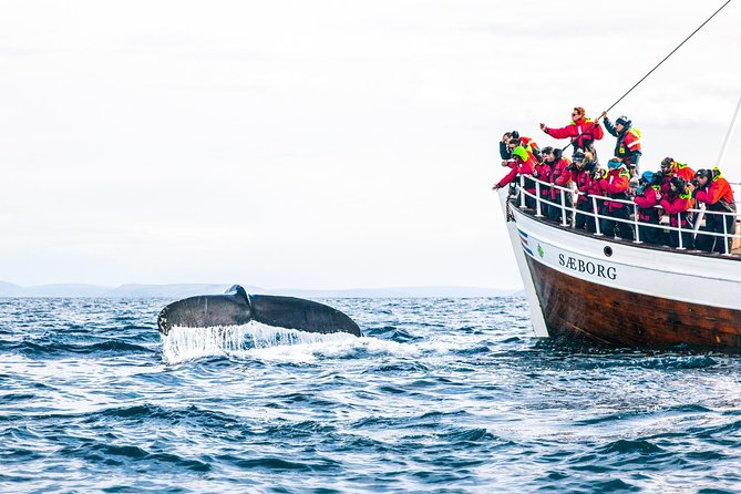 Traditional Oak Ship Whale Watching Tour From Husavik - Guides who make the animals easier to understand