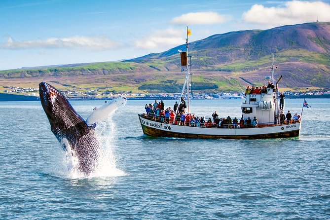 Traditional Oak Ship Whale Watching Tour From Husavik - Warm clothing helps, but pack your own footwear