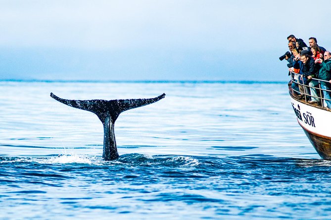 Traditional Oak Ship Whale Watching Tour From Husavik - The traditional ship is part of the value