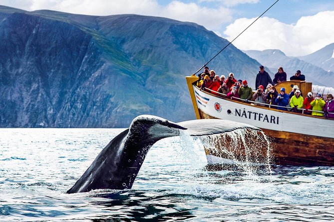 Traditional Oak Ship Whale Watching Tour From Husavik - What the three-hour itinerary is really like