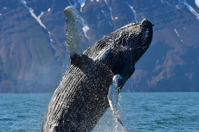 Traditional Whale Watching from Húsavík by Local Family Company - Clothing, weather, and comfort at sea