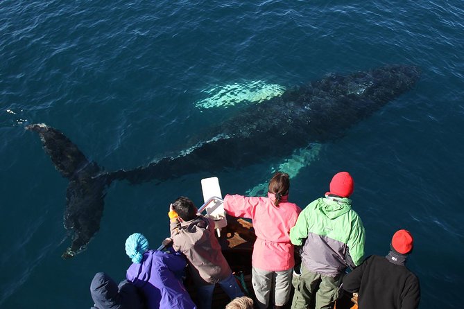 Traditional Whale Watching from Húsavík by Local Family Company - The real value of the $102.58 fare