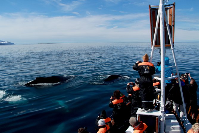 Traditional Whale Watching from Húsavík by Local Family Company - Crowds, photography, and the best place to stand