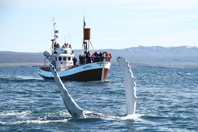 Traditional Whale Watching from Húsavík by Local Family Company - Who should choose this Húsavík whale watch