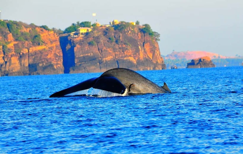 Trincomalee: Dolphin & Whale Watching Boat Tour - Setting out from Nilaveli before sunrise