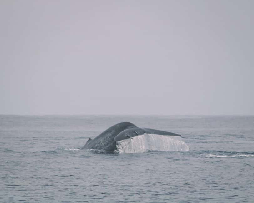 Trincomalee: Dolphin & Whale Watching Boat Tour - Whale watching with realistic expectations
