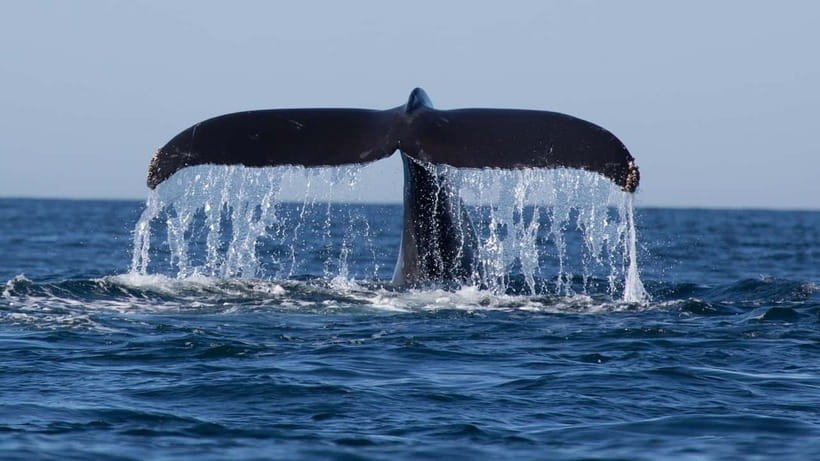 Trincomalee: Whale & Dolphin Safari Tour with Expert Guides - What the $71 price really buys you
