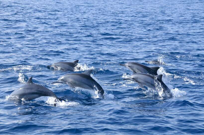 Trincomalee: Whale & Dolphin Safari Tour with Expert Guides - Searching for spinner dolphins and larger whales