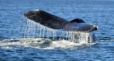 Whale & Dolphin Safari Tour with Expert Guides