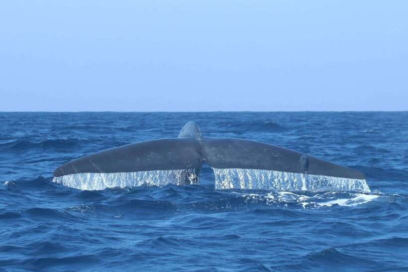 Trincomalee: Whale & Dolphin Safari Tour with Expert Guides - What the crew adds to the morning