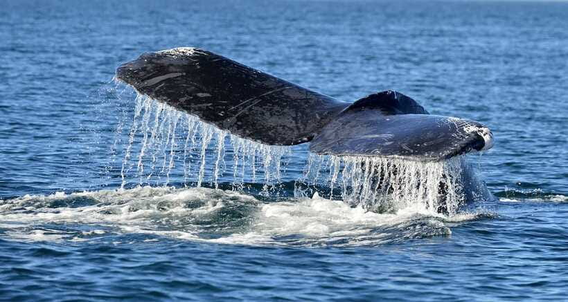 Trincomalee: Whale & Dolphin Safari Tour with Expert Guides - Returning with views of Trincomalee’s Hindu temple
