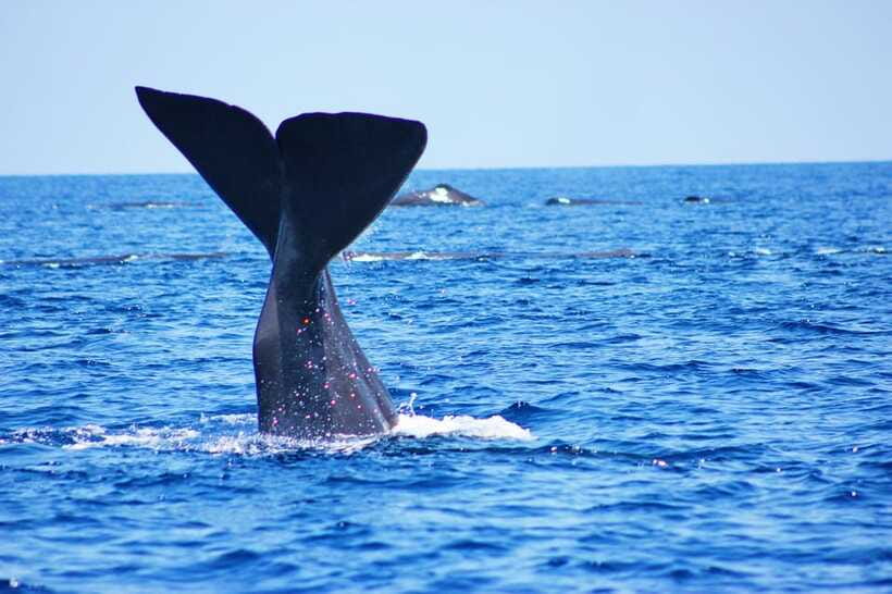Trincomalee: Whale & Dolphin Safari Tour with Expert Guides - Who will enjoy this tour most