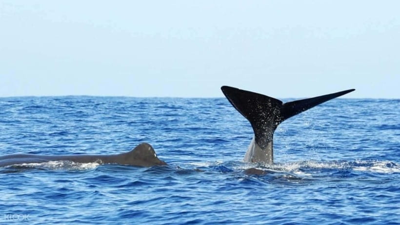 Trincomalee: Whale & Dolphin Safari Tour with Expert Guides - Booking, cancellation, and language choices