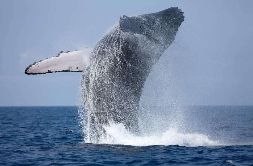 Trincomalee : Whale & dolphin watching +pigeon island tour - Key points to know before booking