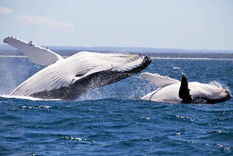 Trincomalee : Whale & dolphin watching +pigeon island tour - Pigeon Island and the clearest water of the day