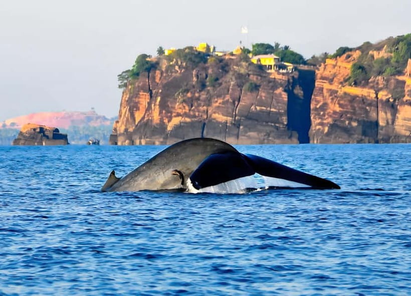 Trincomalee: Whales Watching and Navy Island Snorkeling Tour - Who should book this five-hour outing?