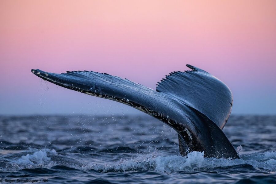 Tromsø: 24hr Northern Lights & Whale Watching Cruise - Who should book this cruise?