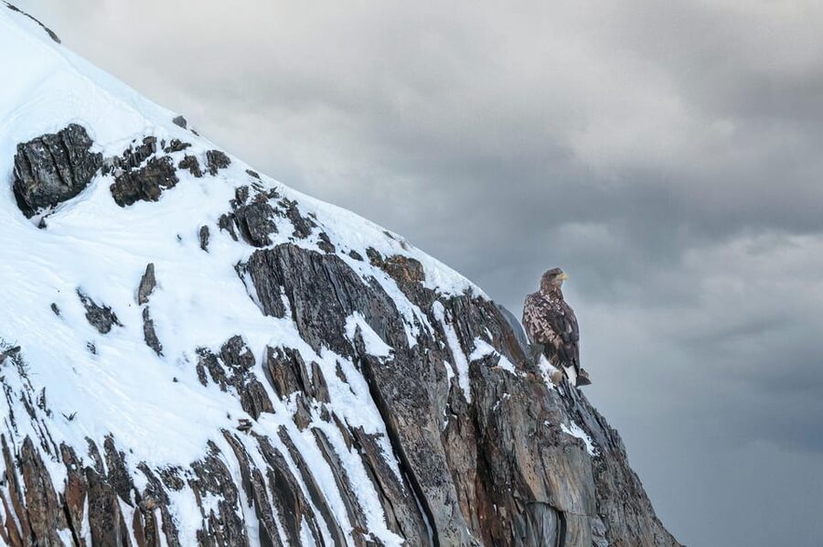 Tromsø: Orca and Whale Watching comfort heated boat Trip - Should you book it?