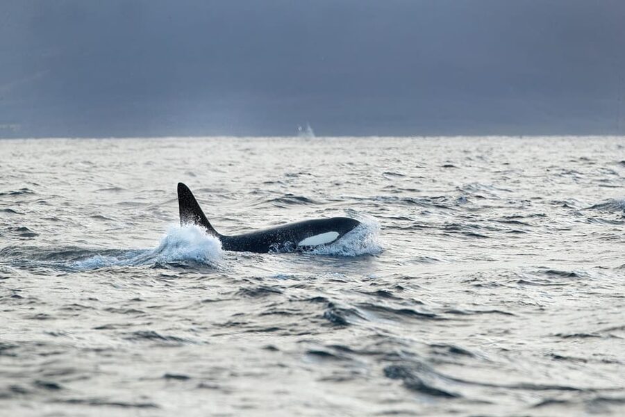 Tromsø: Orca and Whale Watching comfort heated boat Trip - Finding the right bus in Tromsø