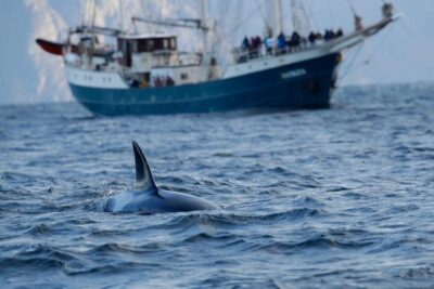 Orca and Whale Watching comfort heated boat Trip
