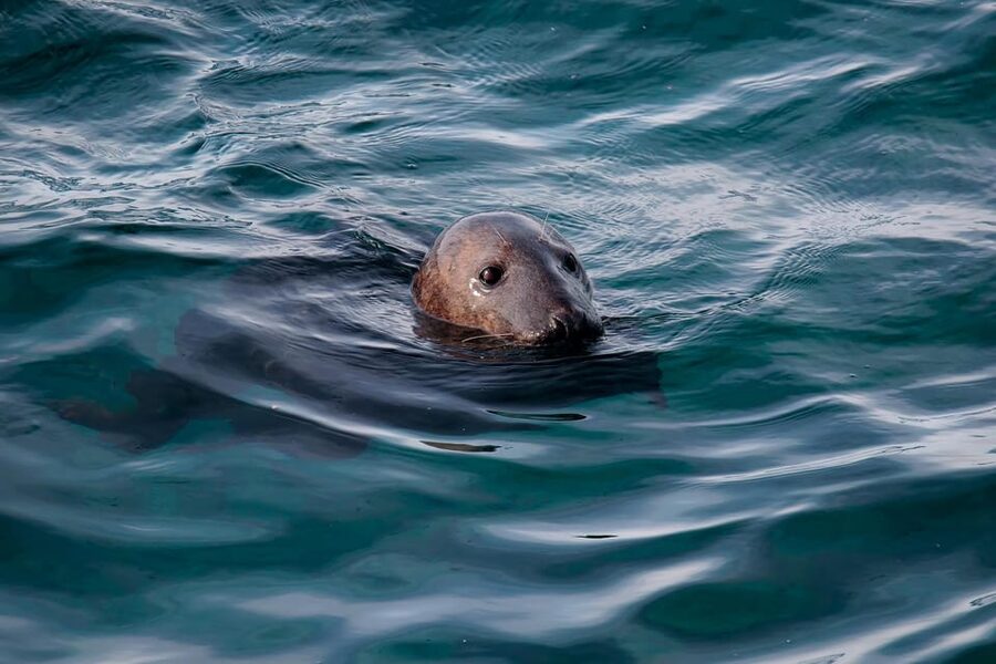 Tromsø: Orca and Whale Watching comfort heated boat Trip - What the photography focus means for you