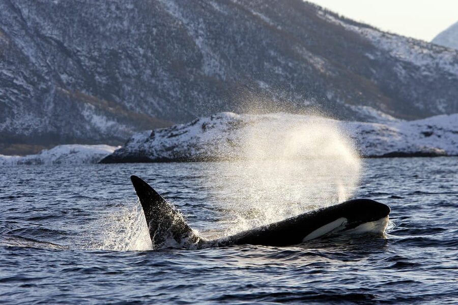 Tromsø: Orca and Whale Watching comfort heated boat Trip - The value of comfort on a 12-hour day