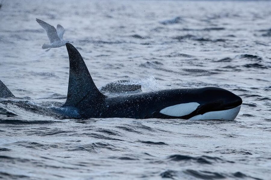 Tromsø: Orca and Whale Watching comfort heated boat Trip - The ride back to Tromsø