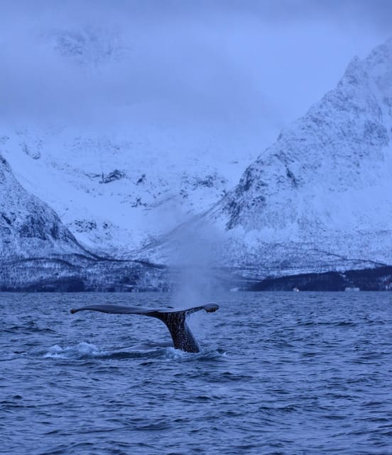 Tromsø: Orca and Whale Watching comfort heated boat Trip - Who should book this whale safari